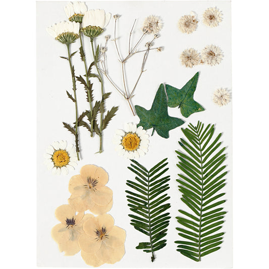 Tørrede blomster og blade