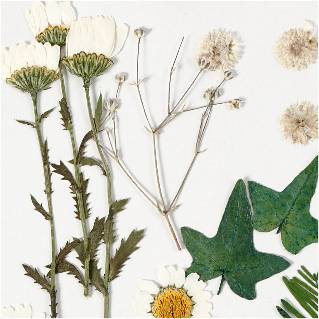 Tørrede blomster og blade