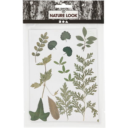 Tørrede blomster og blade